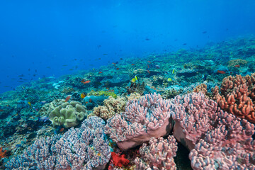 Naklejka na ściany i meble Reef fully covered with various corals (Nusa Lembongan, Bali, Indonesia)