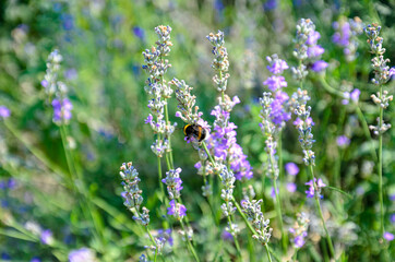 blooming lavender is the nectar that bees collect