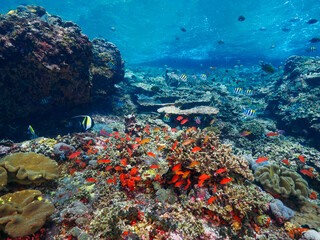 Reef fish in a coral reef (Nusa Lembongan, Bali, Indonesia)