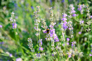 blooming lavender is the nectar that bees collect
