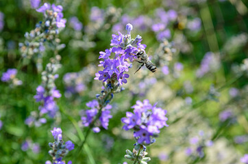 blooming lavender is the nectar that bees collect