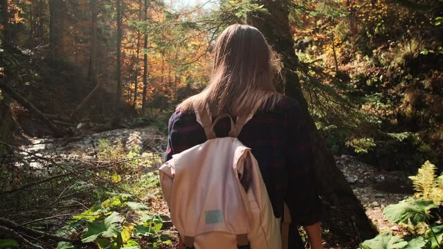 traveller woman is exploring amazing picturesque forest at sunny autumn day, rear view