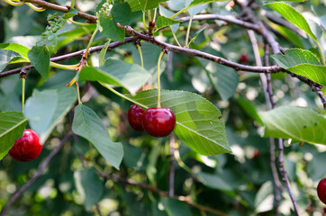 ripe cherry berries on a tree