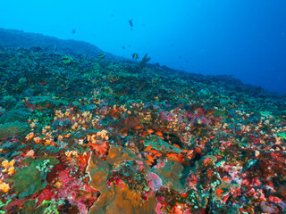 Fototapeta na wymiar Reef fully covered with various corals (Nusa Lembongan, Bali, Indonesia)