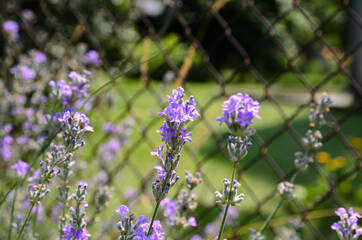 blooming lavender is the nectar that bees collect