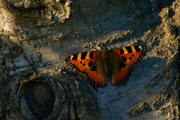 Kleiner Fuchs (Aglais urticae) in der Abendsonne	