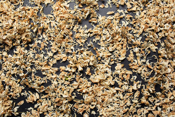 Close-up photo of dried robinia pseudoacacia flowers. Pattern idea.Close-up photo of dried robinia pseudoacacia flowers. Pattern idea.