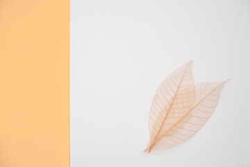 Abstract white background for design with yellow paper and leaves. View from above.
