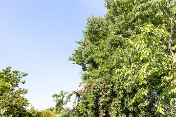 Fototapeta premium plum tree with ripe fruits at garden in summer