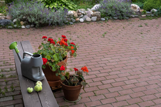 RRed geranium in a pot with a watering can and a wooden bench in the village against the background of flower beds. Cozy landscape design.