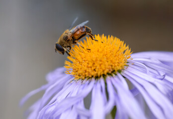 A bee collects pollen from a purple flower, close-up