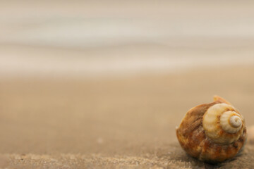 Snail shell on a beach