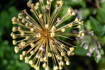 Zierlauch verwelkt, ( Allium giganteum). Juli 2021.