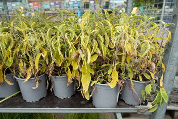 Water the plants! Racks of reduced price plants in Garden Centre after someone has forgotten to water them and they are wilting and dying and in need of some tender loving care.