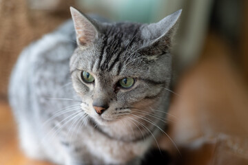 可愛い猫　サバトラ猫