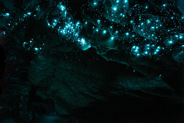 "Waipu Cave" Glowworm cave