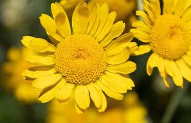 F&auml;rberkamille (Cota tinctoria) Juli 2021