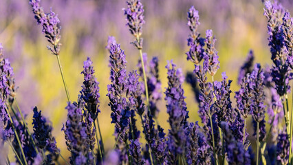 campos de lavanda, lavanda, agricultura, flor lavanda, arado lavanda, plantaciones lavanda, paisaje, vista dron lavanda, flor violeta, color violeta, vista aérea, cielo, naturaleza, primavera, campo, 