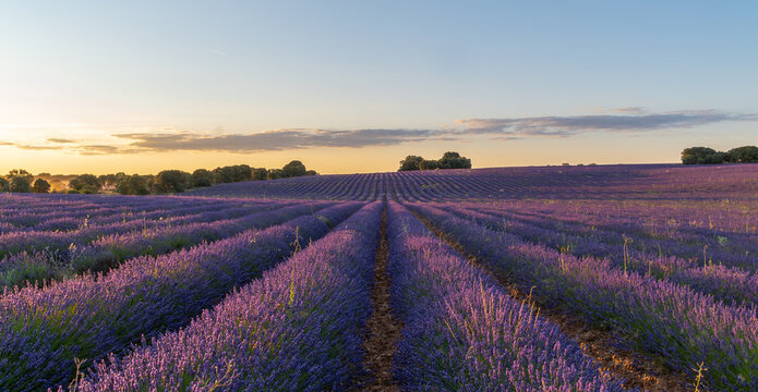 campos de lavanda, lavanda, agricultura, flor lavanda, arado lavanda, plantaciones lavanda, paisaje, vista dron lavanda, flor violeta, color violeta, vista a&eacute;rea, cielo, naturaleza, primavera, campo, 