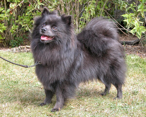 German Spitz Klein blue colour