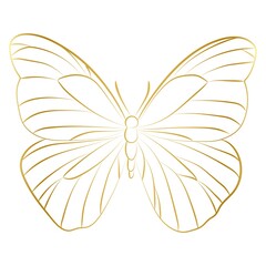 Elegant Outline butterfly on white background.