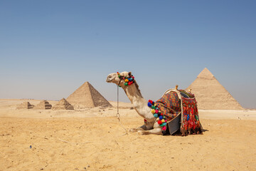 Beautiful camel on a background of pyramids - obrazy, fototapety, plakaty