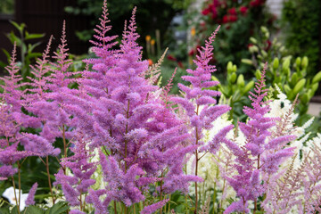 Beautiful delicate fluffy colorful ornamental plant Astilbe growing in the garden