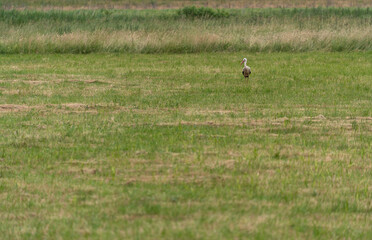 Obraz na płótnie Canvas A stork bird walking in a Polish meadow in search of food