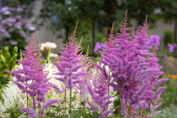 Beautiful delicate fluffy colorful ornamental plant Astilbe growing in the garden