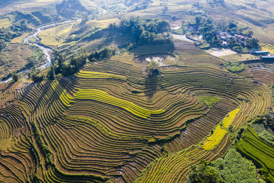 Bat Xat,Lao Cai terraced fields in the ripe rice season seen from above