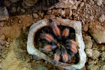 Mexikanische Rotbeinvogelspinne – Brachypelma smithi Vogelspinne