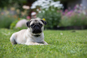 Obraz premium Cute pug puppy wearing a flea and tick collar lying on a fresh green lawn
