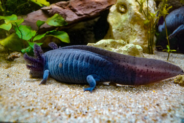  Axolotl (Ambystoma mexicanum)