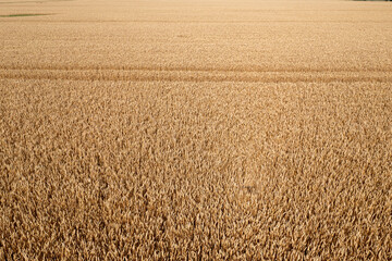 aerial top view of wheat field and tracks from tractor, agricultural texture, wheat farm from above