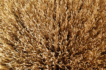 wheat field, ears of golden wheat closeup, background of ripening ears of meadow wheat field