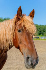 A beautiful red horse. The wavy, thick mane of a horse.