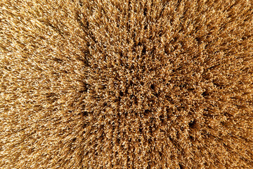 wheat field, ears of golden wheat closeup, background of ripening ears of meadow wheat field