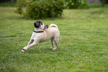 A pug puppy wearing a flea and tick collar runs on a green lawn in a summer garden
