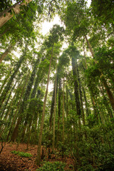 Trail in a fabulous rainforest