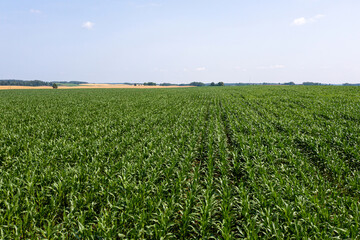 Fototapeta na wymiar aerial view of green rows corn field in summer, drone photography from above
