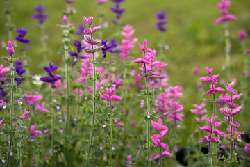 Close-up colorful ornamental plants growing in a blooming garden
