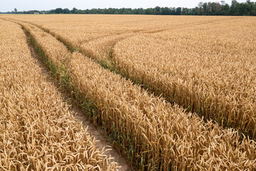 trace of the track from a tractor in the wheat field, tracks running off through a golden corn field