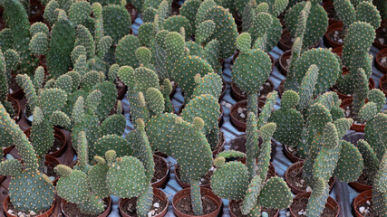 front view cactus background, close up