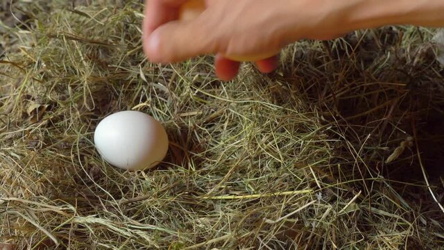 Rural life. A man's hand takes out chicken eggs from the nest in close-up. Three chicken eggs are lying in a straw nest. Natural food. A farmer raises chickens. The manufacturing business.