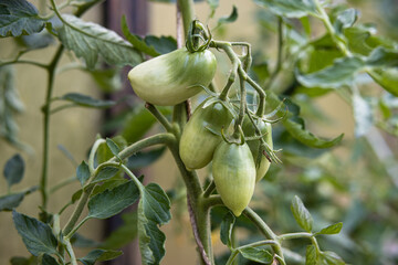 A bunch of unripe green tomatoes growing on a branch in a greenhouse