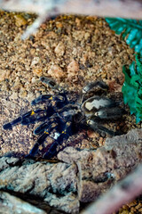 Sri Lanka Ornament-Vogelspinne; ornate tiger spider, Poecilotheria ornato