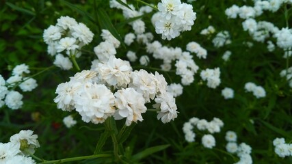 white and yellow flowers