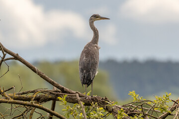A lone wild grey heron bird portrait