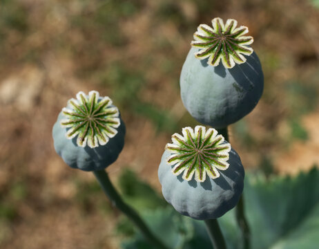 Opium poppy heads, close-up. Papaver somniferum, commonly known as the opium poppy or breadseed poppy, is a species of flowering plant in the family Papaveraceae.