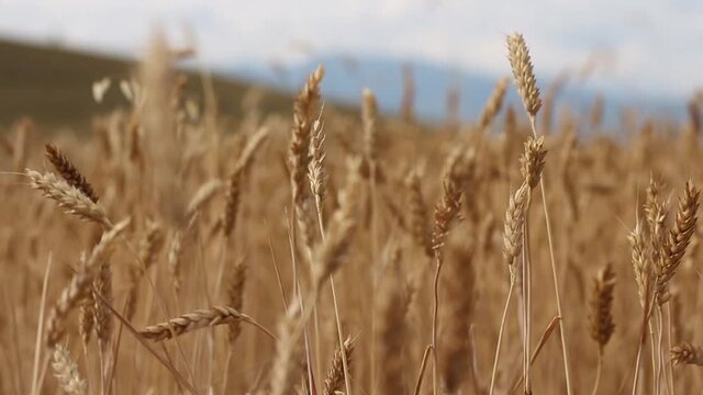 Wheat Over The Hills
